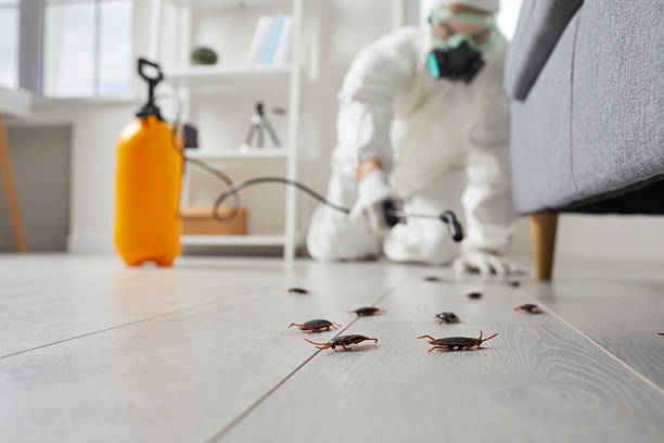 Commercial Rodent Management in Lemay